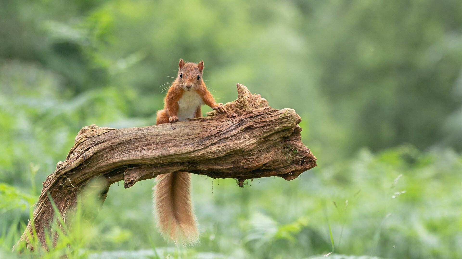 Chinese Taipei崭露头角，2024年世界杯进步显著，2024年世界杯在哪儿