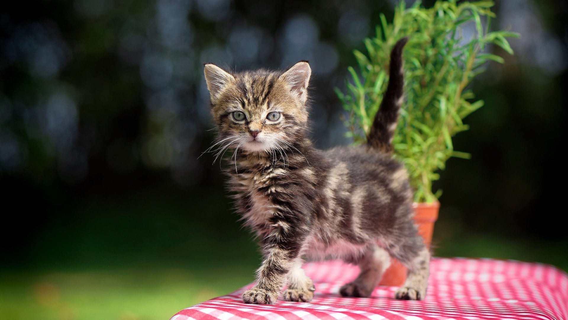 中国三人篮球进军奥运 实力不容小觑，中国三人篮球奥运会2021赛程表