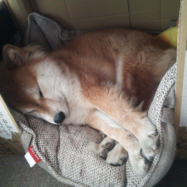 开云体育入口-中国三人篮球男队战术变化多样 灵活应对比赛，三人篮球中国男队名单