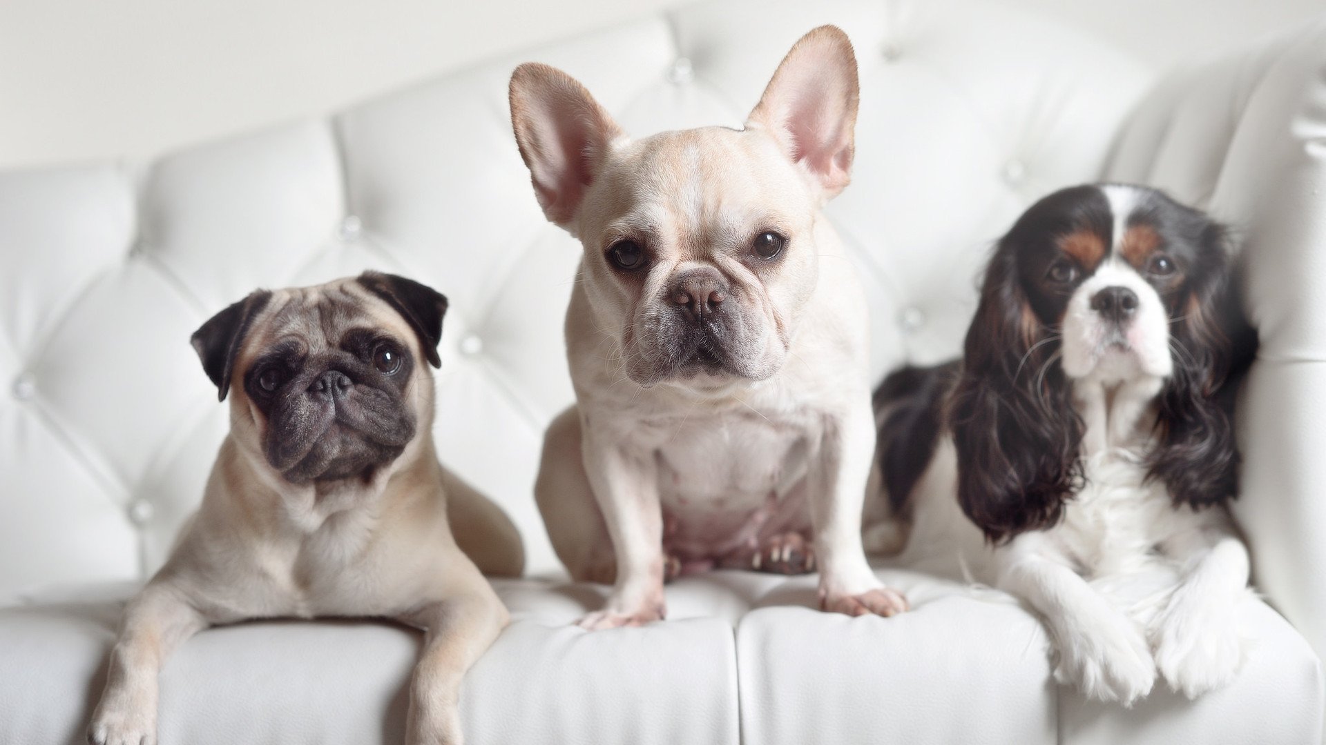 印度乒乓赛制的全新布局与挑战,印度乒乓赛制的全新布局与挑战是什么