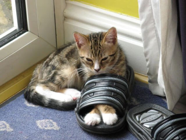 边后卫插上助攻频率是否影响防守布置效率,边后卫参与进攻