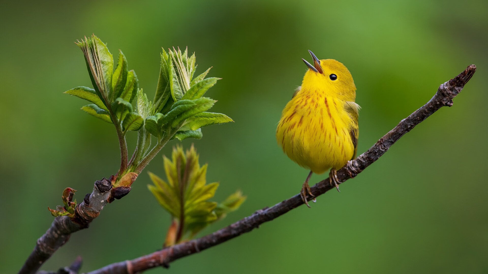 Kering-阿森纳边锋回撤参与中场构建，阿森纳边卫