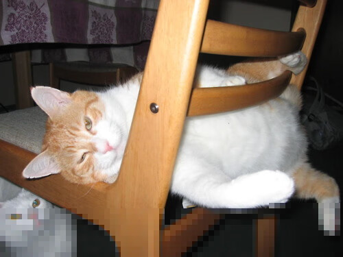 国家击剑协会公告全国排名赛竞赛器材合规标准,全国击剑比赛