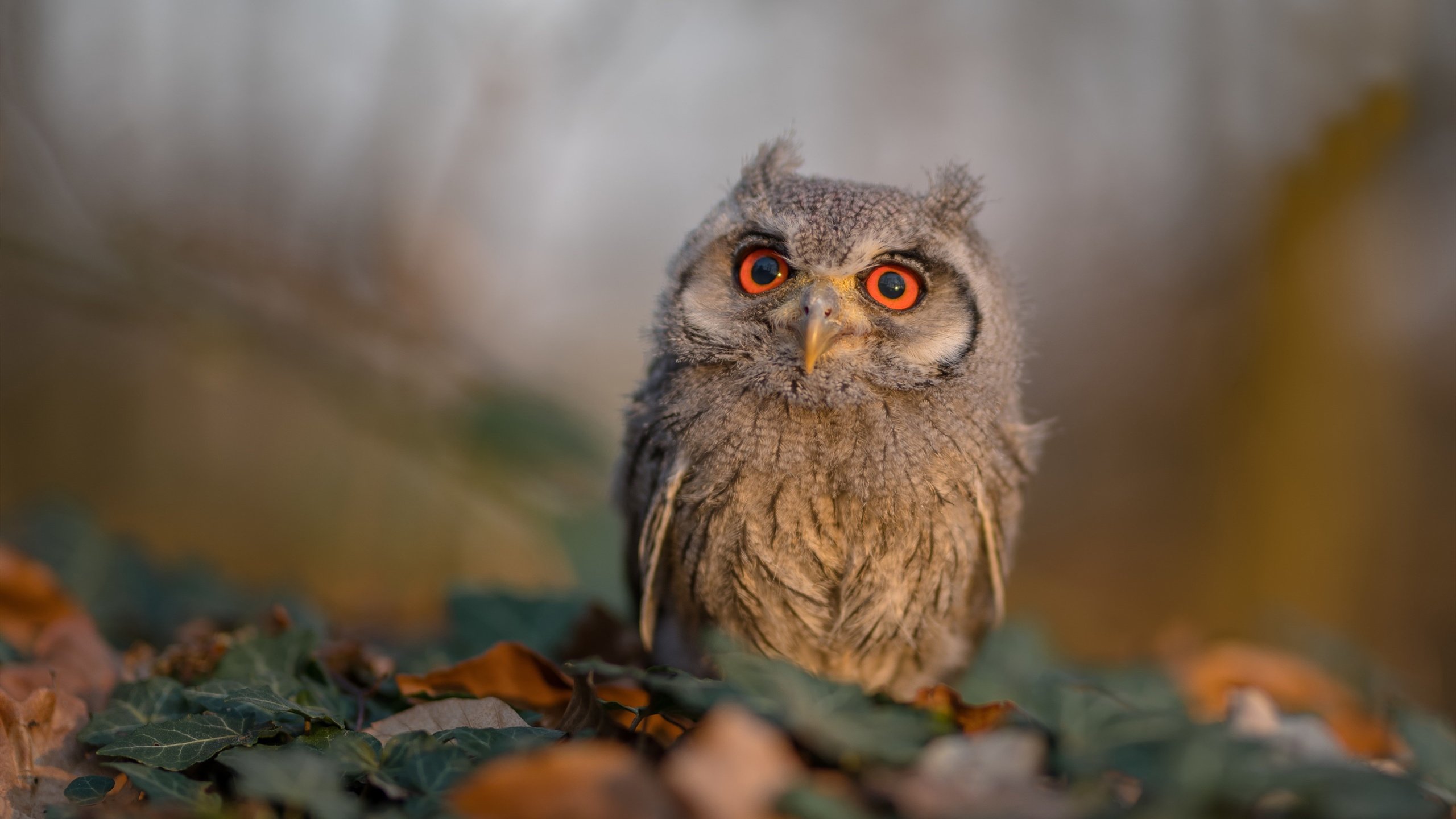 KAIYUN 中国大陆-塞维利亚连战连捷，争夺西甲前三名